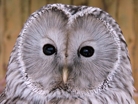 Фото Длиннохвостая неясыть