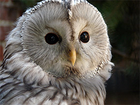 Фото Длиннохвостая неясыть