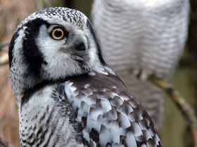 Фото Ястребиная сова