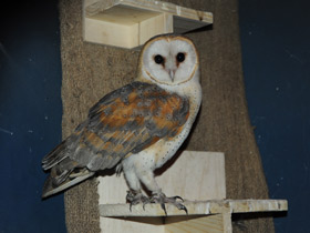 Фото Чья семья самая дружная? Самые верные животные