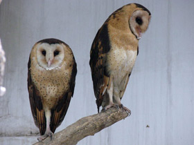 Смотреть фото Травяная восточная сипуха Фото Травяная восточная сипуха