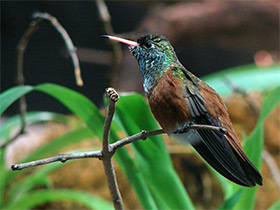 Смотреть фото Амазилия Лессона Фото Амазилия Лессона