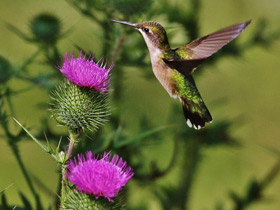 Фото Обыкновенный архилохус