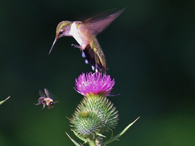 Фото Обыкновенный архилохус