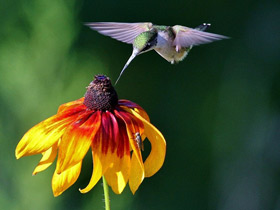 Фото Обыкновенный архилохус