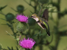 Фото Обыкновенный архилохус