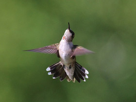 Фото Обыкновенный архилохус