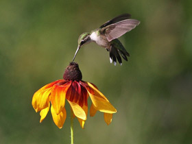 Фото Обыкновенный архилохус