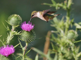 Фото Обыкновенный архилохус