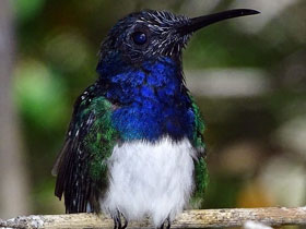 Фото Колибри-якобин