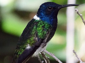 Фото Колибри-якобин