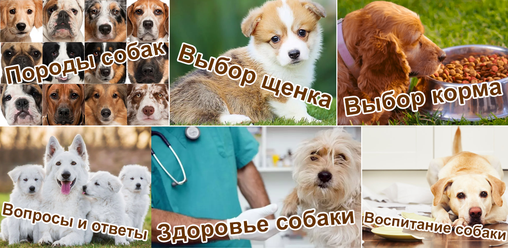 Мобильное приложение «Собаки. ЗООГАЛАКТИКА»