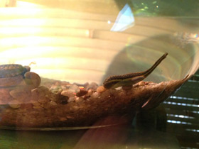 Фото Поясковые черви