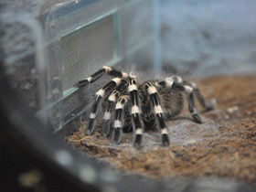 Смотреть фото Гигантский белоколенный птицеед Фото Гигантский белоколенный птицеед