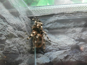 Смотреть фото Гигантский белоколенный птицеед Фото Гигантский белоколенный птицеед