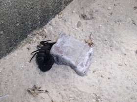 Смотреть фото Мавританский толстохвостый скорпион Фото Мавританский толстохвостый скорпион