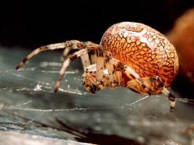 Обыкновенный крестовик