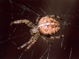 Обыкновенный крестовик