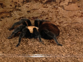 Смотреть фото Мексиканский золотистый птицеед Фото Мексиканский золотистый птицеед