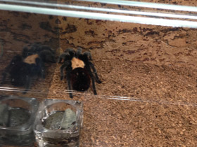 Смотреть фото Мексиканский золотистый птицеед Фото Мексиканский золотистый птицеед