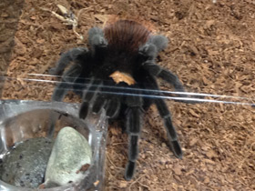 Смотреть фото Мексиканский золотистый птицеед Фото Мексиканский золотистый птицеед