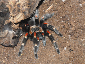 Мексиканский красноколенный птицеед