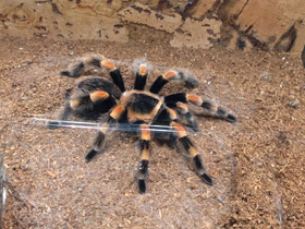 Фото Мексиканский красноколенный птицеед