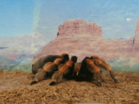 Смотреть фото Мексиканский красноногий птицеед Фото Мексиканский красноногий птицеед