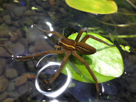 Каёмчатый охотник