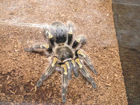 Смотреть фото Золотополосая граммостола Фото Золотополосая граммостола