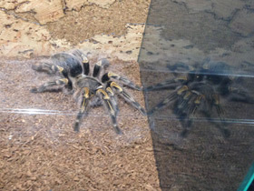 Смотреть фото Золотополосая граммостола Фото Золотополосая граммостола