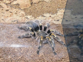 Смотреть фото Золотополосая граммостола Фото Золотополосая граммостола