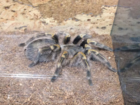 Смотреть фото Золотополосая граммостола Фото Золотополосая граммостола