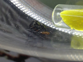 Смотреть фото Мускулистый скакунчик Фото Мускулистый скакунчик