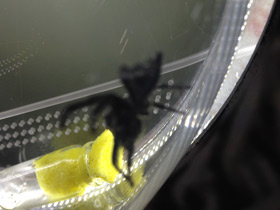 Смотреть фото Мускулистый скакунчик Фото Мускулистый скакунчик