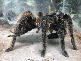 Смотреть фото Большой розовый птицеед Фото Большой розовый птицеед