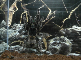 Смотреть фото Большой розовый птицеед Фото Большой розовый птицеед