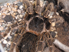 Смотреть фото Большой розовый птицеед Фото Большой розовый птицеед