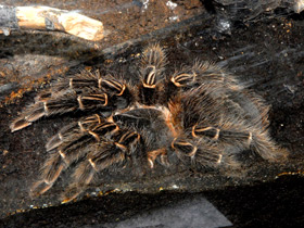 Смотреть фото Большой розовый птицеед Фото Большой розовый птицеед