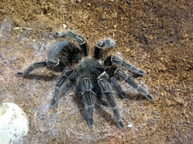 Смотреть фото Большой розовый птицеед Фото Большой розовый птицеед