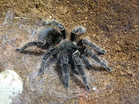 Смотреть фото Большой розовый птицеед Фото Большой розовый птицеед