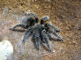 Смотреть фото Большой розовый птицеед Фото Большой розовый птицеед