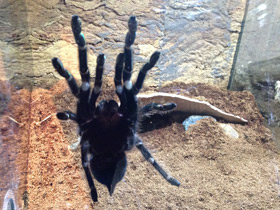 Смотреть фото Большой розовый птицеед Фото Большой розовый птицеед