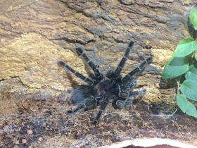 Смотреть фото Большой розовый птицеед Фото Большой розовый птицеед