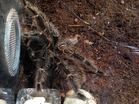 Смотреть фото Большой розовый птицеед Фото Большой розовый птицеед