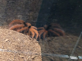 Смотреть фото Колумбийский красноногий птицеед Фото Колумбийский красноногий птицеед