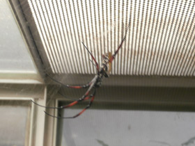 Смотреть фото Сенегальская нефила Фото Сенегальская нефила