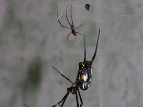 Сенегальская нефила