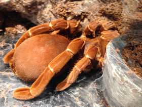 Смотреть фото Королевский паук-бабуин Фото Королевский паук-бабуин