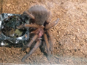 Смотреть фото Доминиканский птицеед Фото Доминиканский птицеед